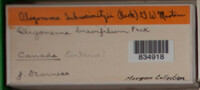 Image Associated With the Occurence